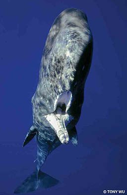 Surrounded by blue ocean waters, a sperm whale has its mouth wide open.