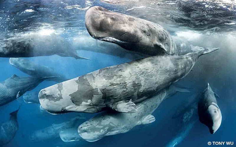 As a social activity, sperm whales have gathered to do a "group poop." They're up near the surface of the water.
