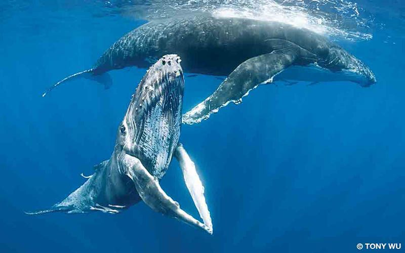 Two humpback whales hang out near the surface of the ocean. One looks like it is clapping its flippers.