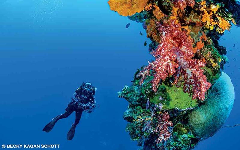 A diver is dwarfed by a large coral formation in Truk Lagoon.