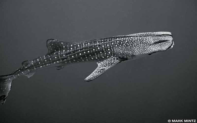 In black and white, a whale shark makes an appearance in the ocean. 