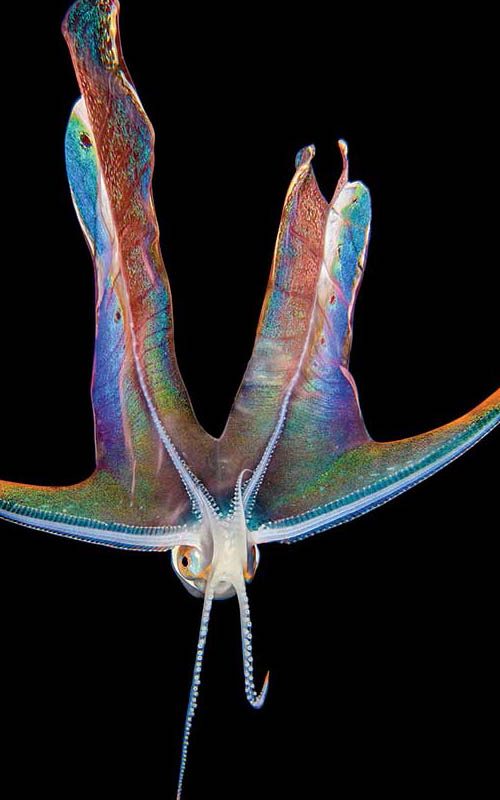 A rainbow blanket octopus