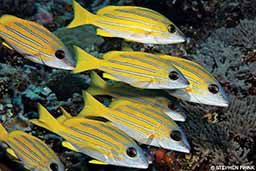 Bluelined snapper are yellow fish with blue lines.