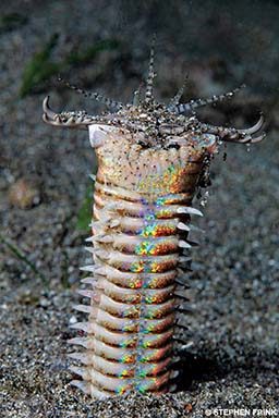 A Bobbitt worm pokes its head out of the sand at night. It has weird tentacles.