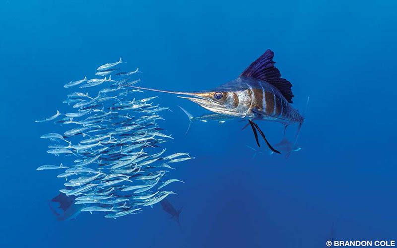 A sailfish is front and center next to a school of smaller fish.