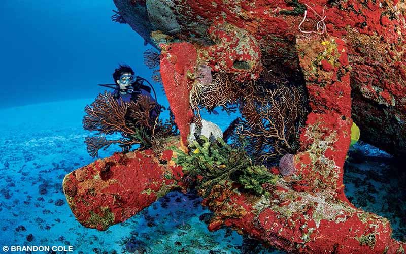 A female diver swims next to a shipwreck, but the wreck is covered in red sponges and other sea life.