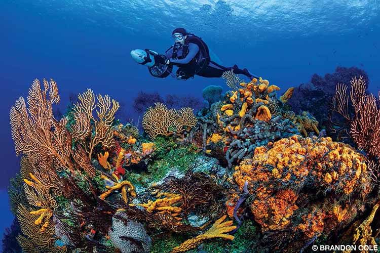 A diver holds a scooter which is propelling them above a reef.