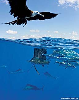 In this split photo, a frigatebird flies above some fish, including a marlin.