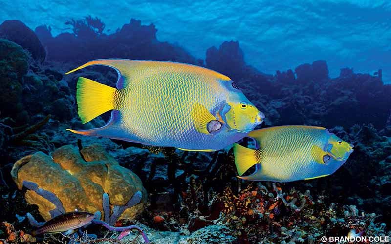 Queen angelfish (Holacanthus ciliaris), often seen swimming around the reef in pairs, are found as deep as 80 feet.