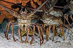 A group of spiny lobsters pose magnificently for a photo.