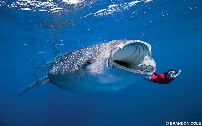 A female snorkeler is on the left side of a whale shark. The shark has its mouth wide open.