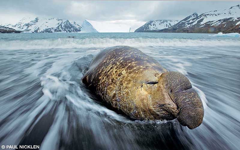 An elephant seal coasts through the ocean