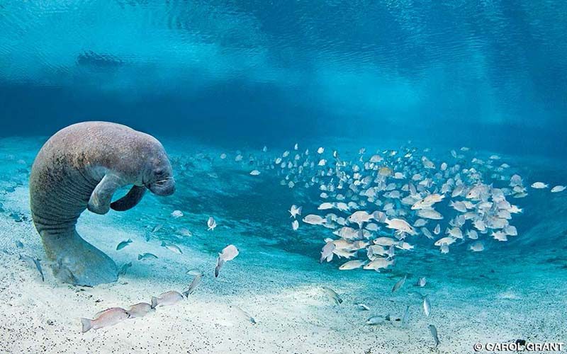 A Florida manatee looks remorse and sad, but floats near a school of fish