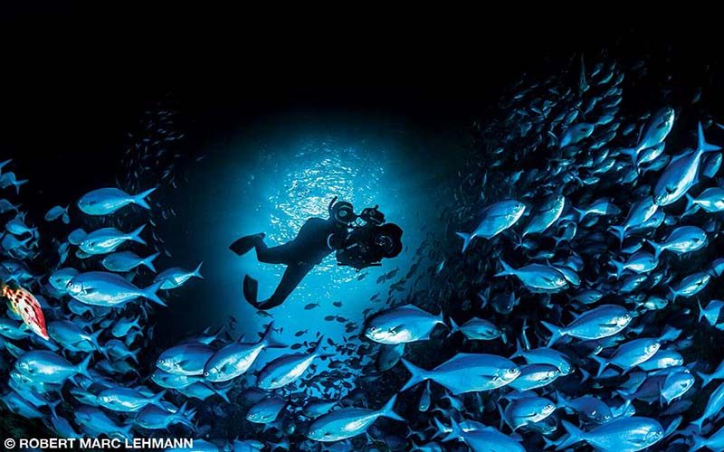 A freediver swims through a school of fish