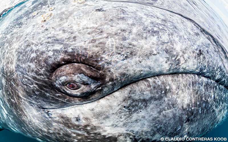 An extreme close-up view of the eye of a gray whale