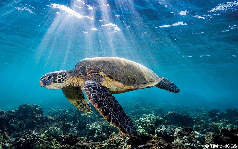 A sea turtle lazily swims above a reef.