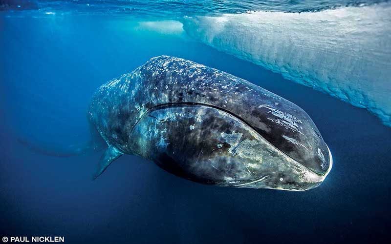 A humpback whale poses next to a block of ice