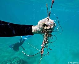 A diver's left hand is clutching trash picked up in a reef restoration effort.