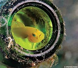A lemon goby occupies a discarded beer bottle on Anilao’s seafloor.