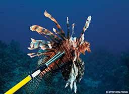 A lionfish was speared because they are a dangerous species.