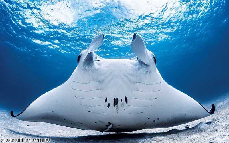 The underside of a manta ray