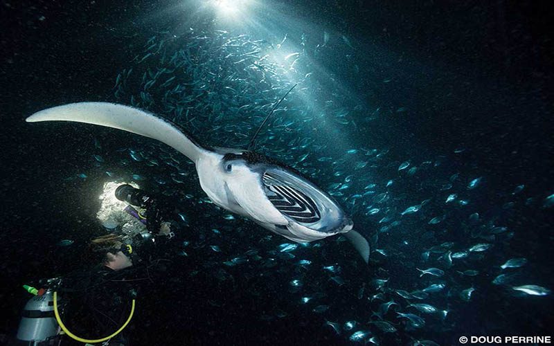 A diver takes a lighted photo of a manta ray