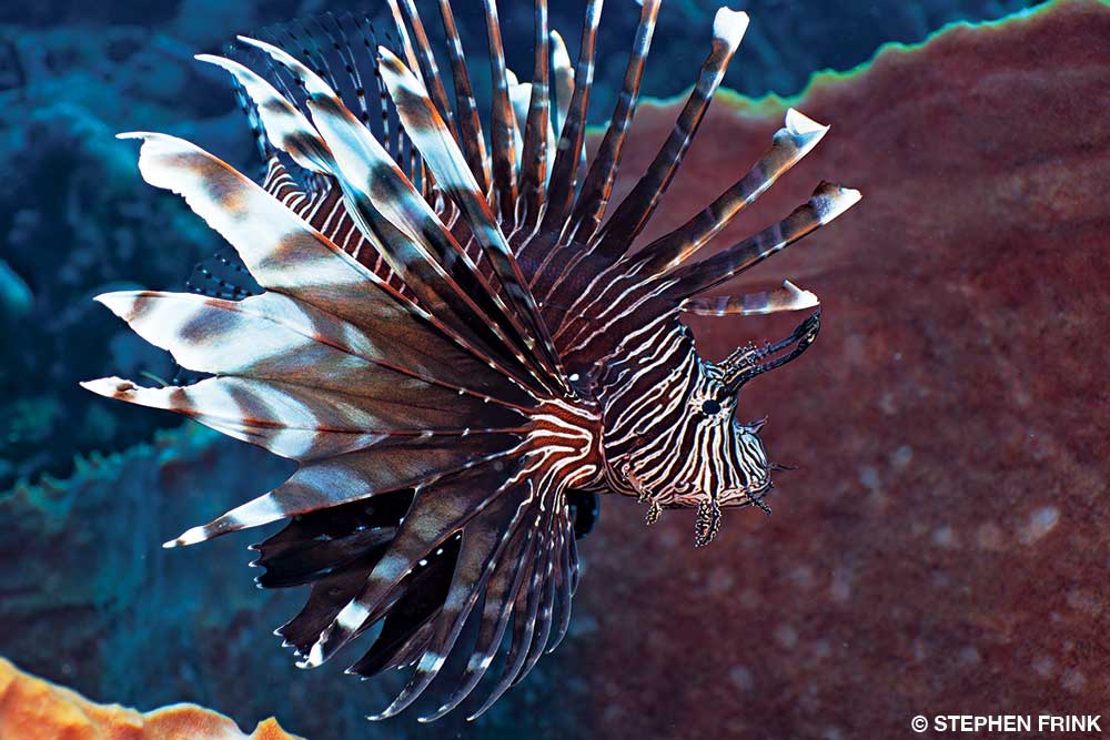A melancholy lionfish swims about looking for someone to sting.