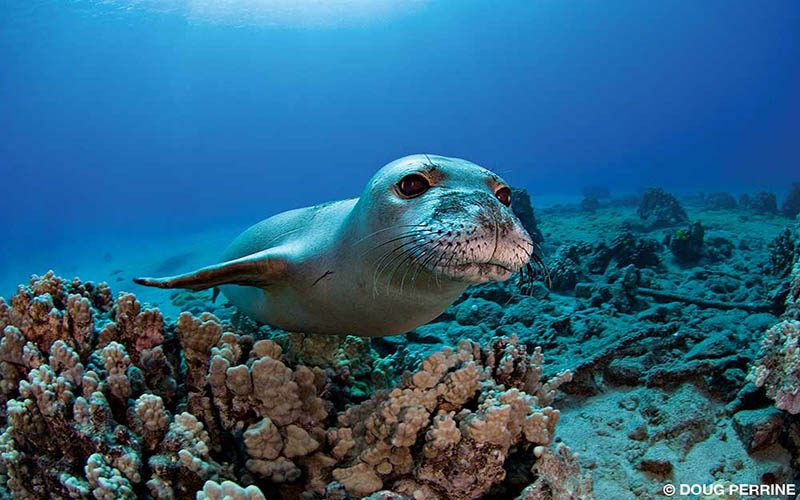 A handsome monk seal swims about Hawaii.