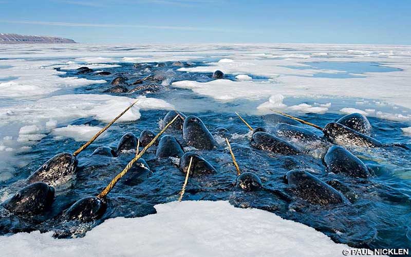 A group of narwhals break the ice barrier on the ocean