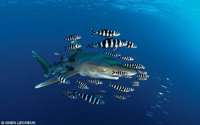 An oceanic whitetip shark is surrounded by striped fish