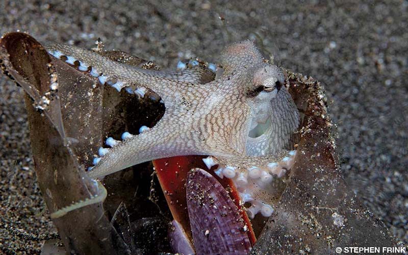An octopus finds debris on the sandy bottom to build a protective dwelling.