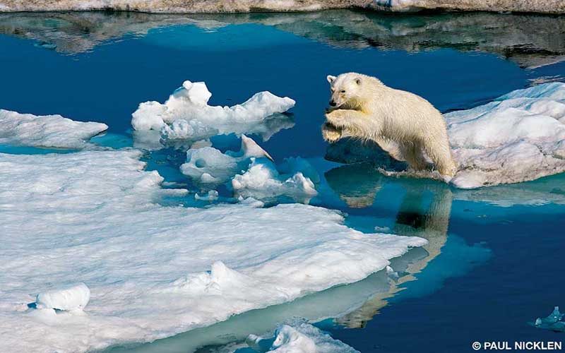 A playful polar bear leaps from ice sheet to ice sheet
