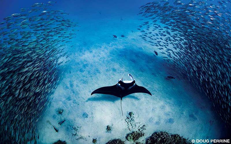 A reef manta ray swims in the center of a school of fish