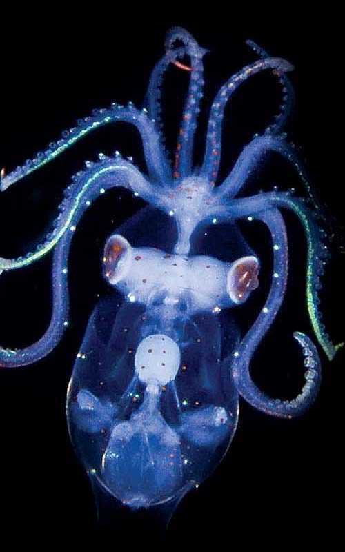 A translucent view of a sharpear enope squid