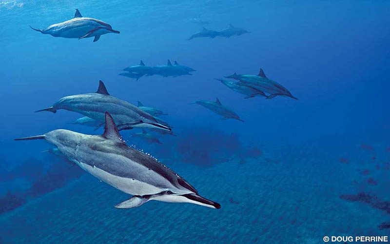 Some spinner dolphins swim through the ocean