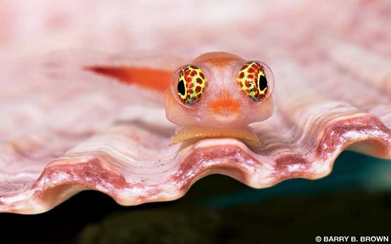 A pink tailspot clingfish rests on a shell.