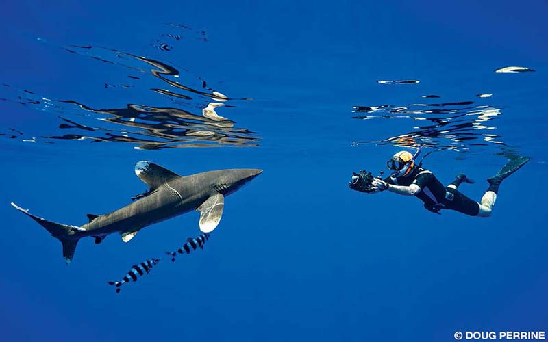 A whitetip shark gets its photo taken by a snorkeler