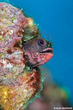 An endemic Galápagos barnacle blenny (Acanthemblemaria castroi) looks out from its home in an old barnacle shell on Cape Marshall, Isabela Island.