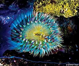 A blue anemone basks in the sun