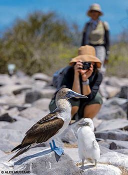 A tourist takes a photo of a blue-footed booby