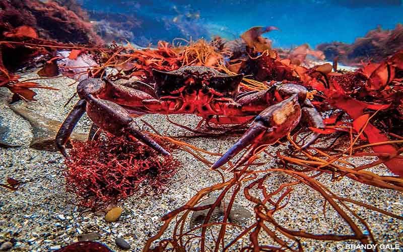 A reddish crab defends its kelp bed