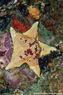 A starfish has red lesions.