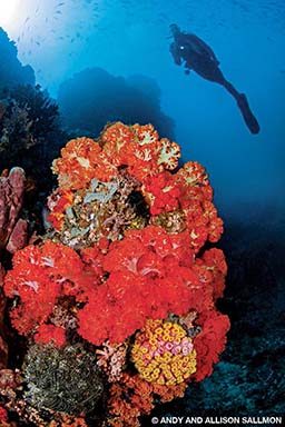 Bangka Island’s lush reefs are covered with fiery orange soft corals and cup corals.
