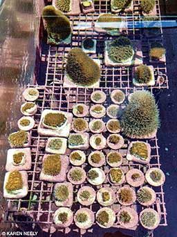 Fragments of pillar coral are held at an onshore facility for protection and grow-out for eventual restoration.