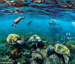 Some green sea turtles feed in the shallow waters in the Galapagos