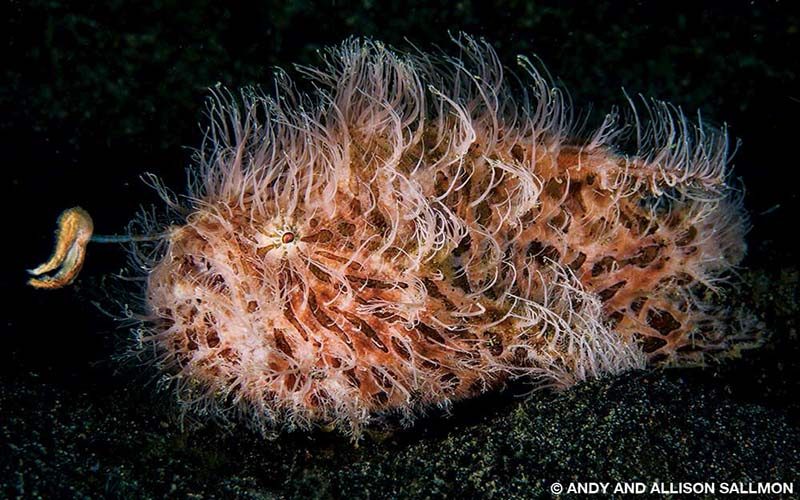 A hairy frogfish waddles across the sand at Aer Prang in Lembeh Strait, hoping to lure in its next meal.
