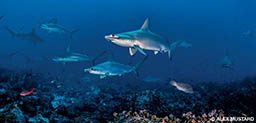A shiver of scalloped hammerhead sharks (Sphyrna lewini) approach a cleaning station on the reef at Wolf Island.
