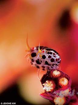 Two ladybugs frolic on hard coral