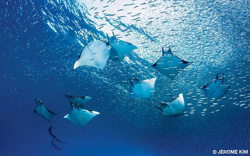 Nine mobula rays are hunting for food in the ocean