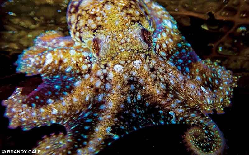 An octopus is in the middle of changing colors